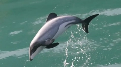 Dolphin beliordy